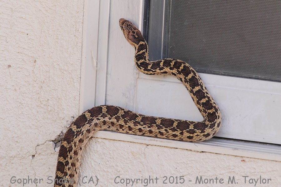 Gopher Snake -spring- (California)
