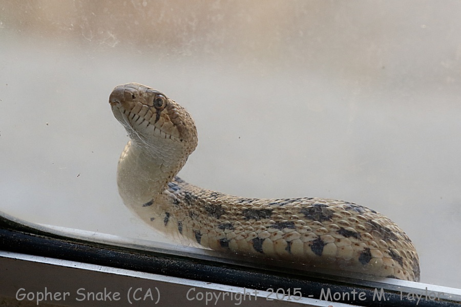 Gopher Snake -spring- (California)