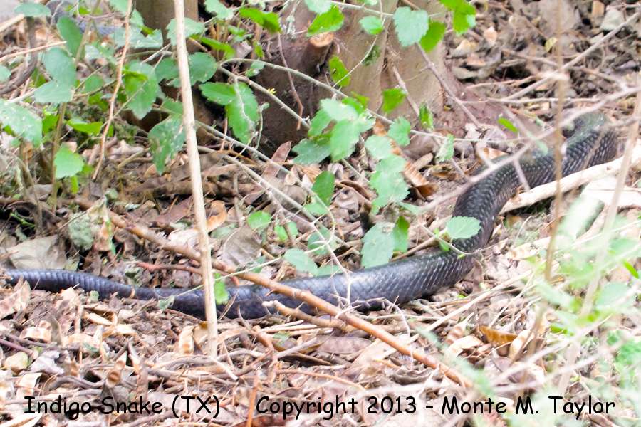 Indigo Snake -fall- (Santa Ana NWR, Texas)