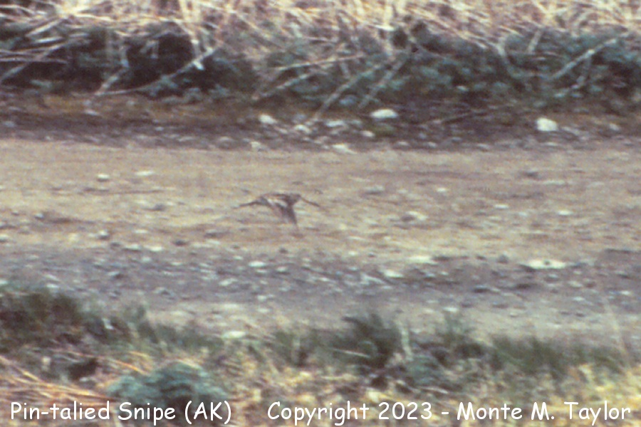 Pin-tailed Snipe -May 25th, 1991- (Attu Island, Aleutians, Alaska) from slide film