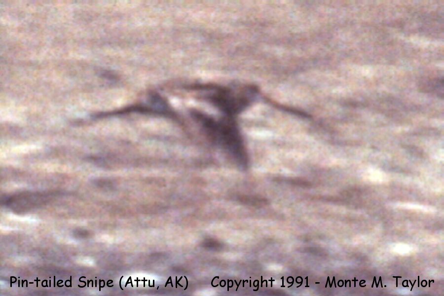Pin-tailed Snipe -May 25th, 1991- (Attu Island, Aleutians, Alaska)