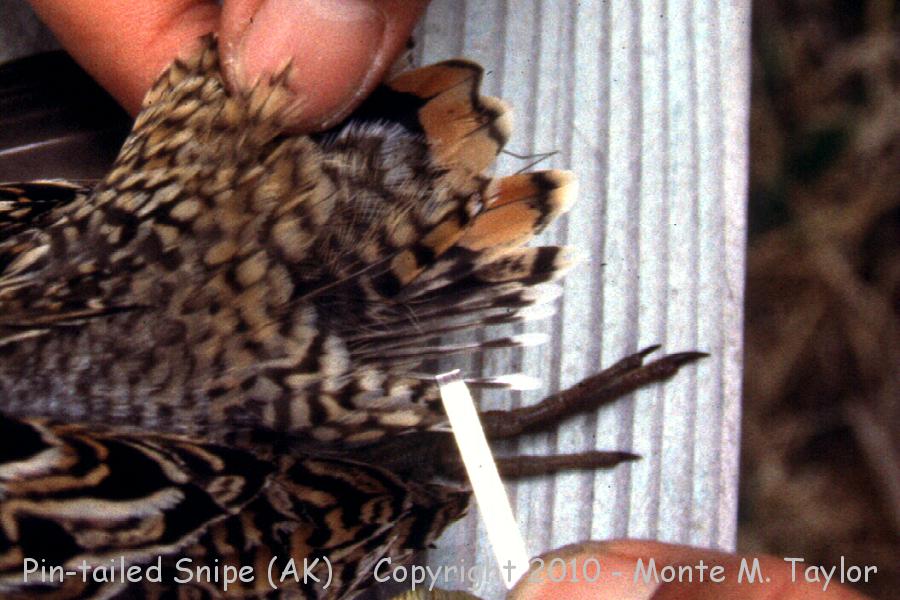 Pin-tailed Snipe -May 25th, 1991- (Attu Island, Aleutians, Alaska) showing pin tail feathers after being collected
