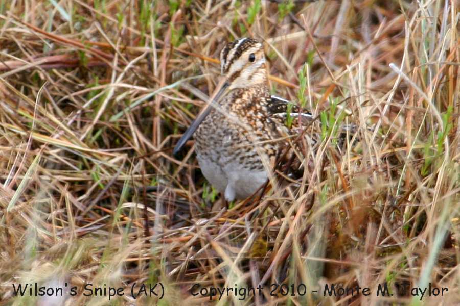 Wilson's Snipe -spring- (Barrow, Alaska)