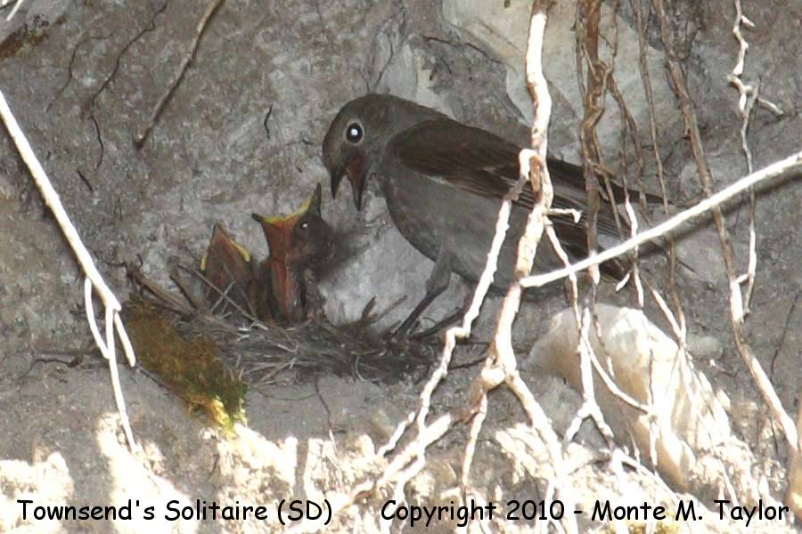Townsend's Solitaire -summer nestlings- (South Dakota)