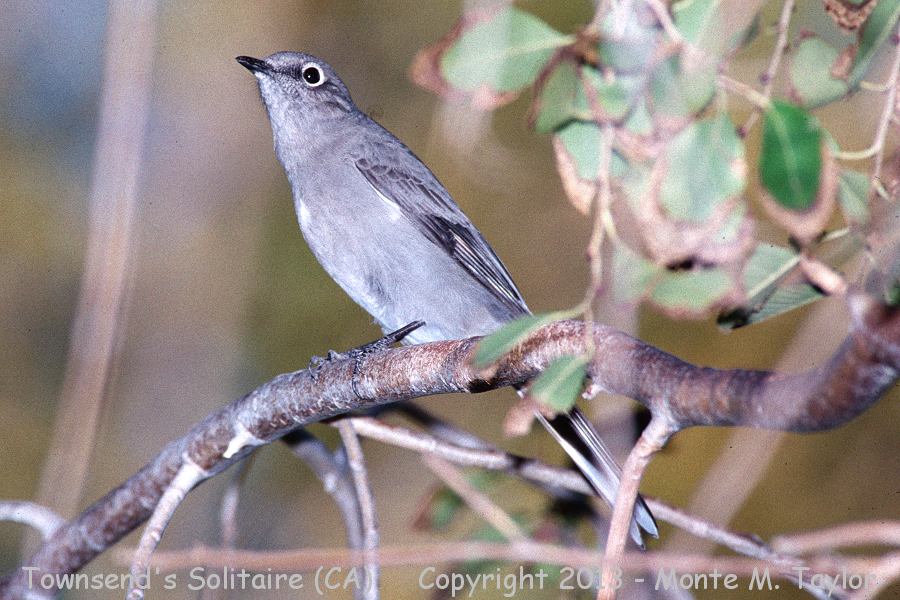 Townsend's Solitaire -fall- (California)