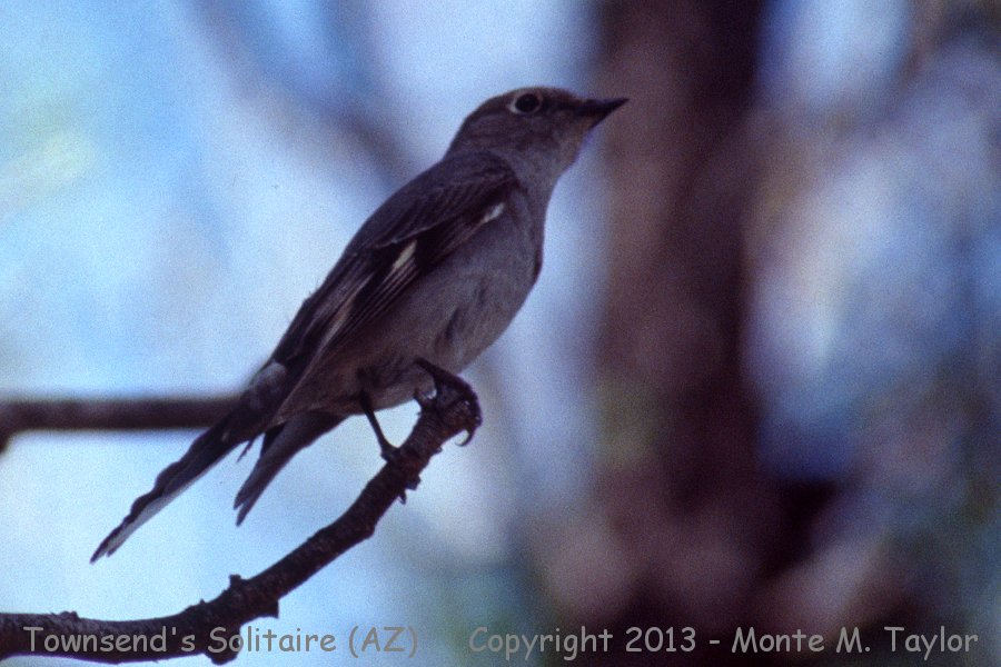 Townsend's Solitaire -spring- (Arizona)