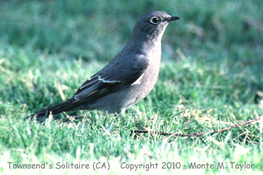 Townsend's Solitaire -spring- (California)
