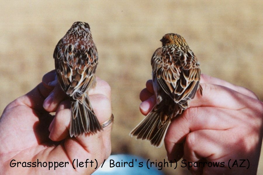 Grasshopper (left bird) / Baird's (right) Sparrows -winter- (Arizona)