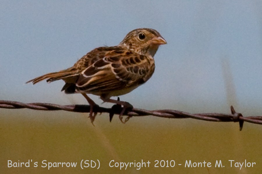 Baird's Sparrow -summer- (South Dakota)