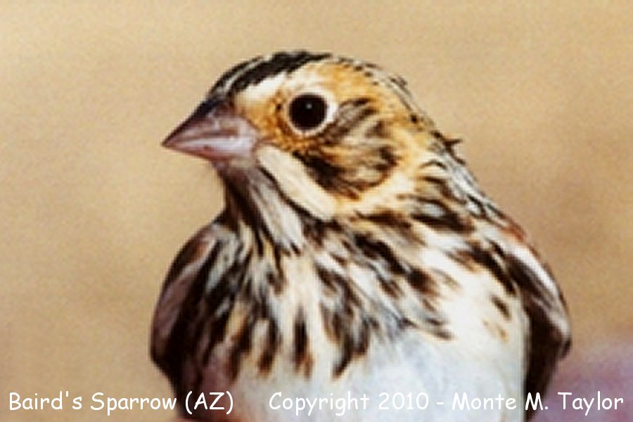 Baird's Sparrow -winter- (Arizona)