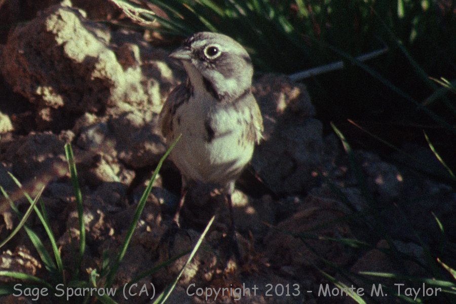 Bell's Sparrow -fall- (Galileo Hill, California)