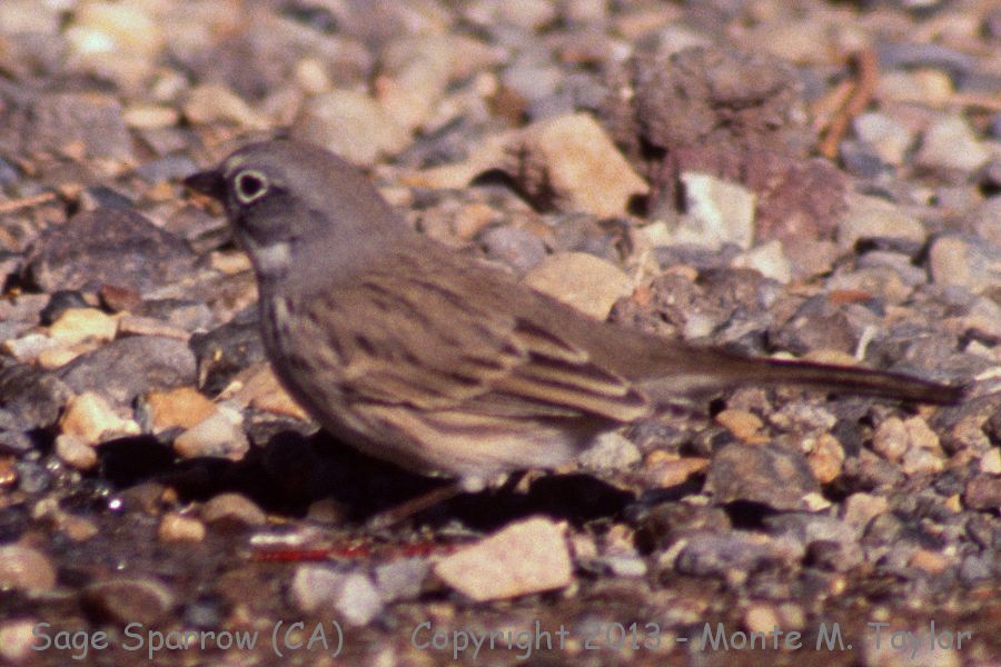 Bell's Sparrow -winter- (Panamint Springs, California)