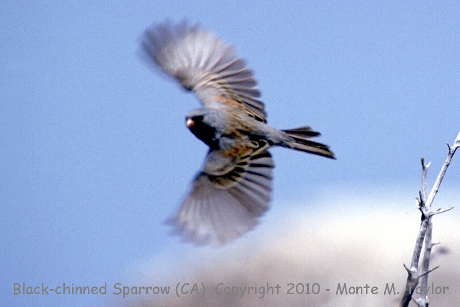 Black-chinned Sparrow -summer- (California)