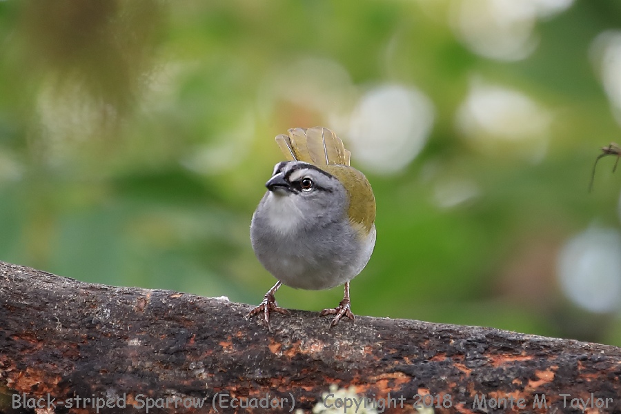 Black-striped Sparrow -winter- (San Tadeo, Ecuador)