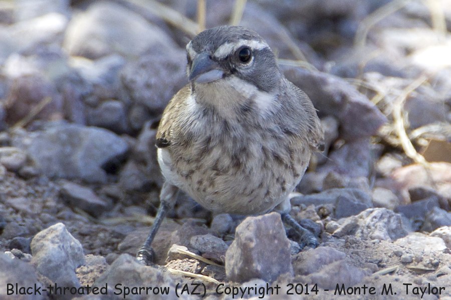 Black-throated Sparrow -summer immature- (Arizona)