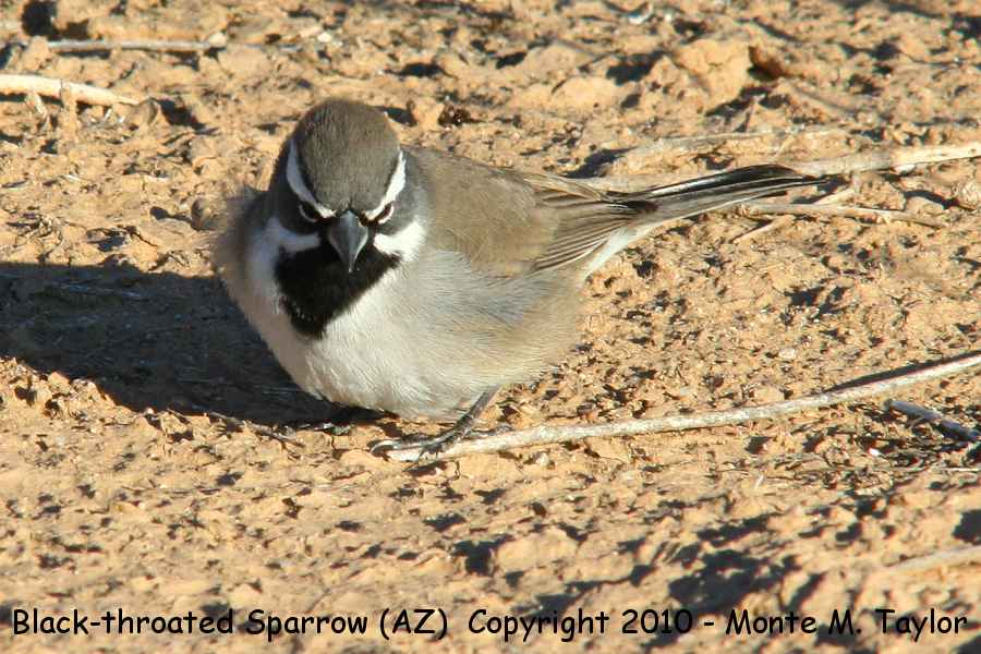Black-throated Sparrow -winter- (Arizona)