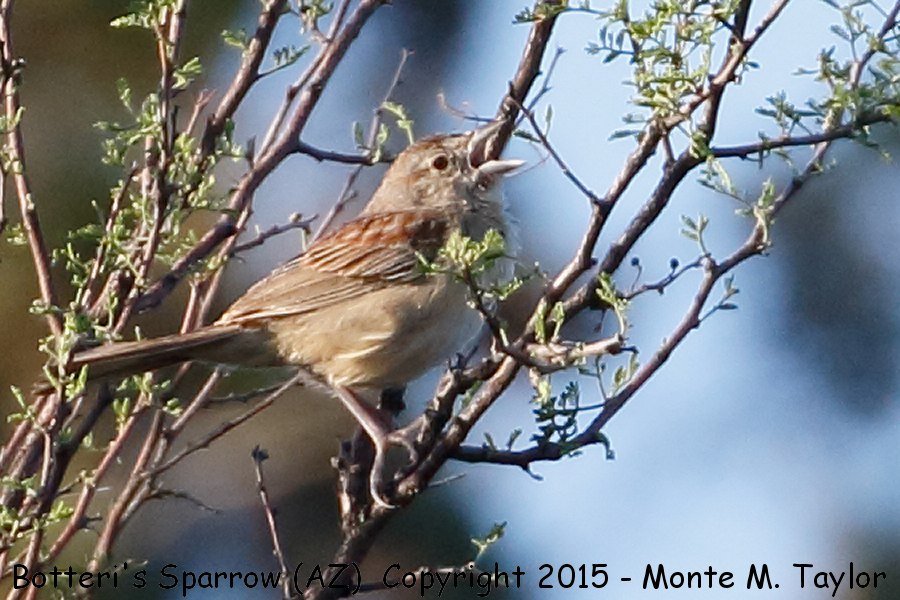 Botteri's Sparrow -spring- (Arizona)