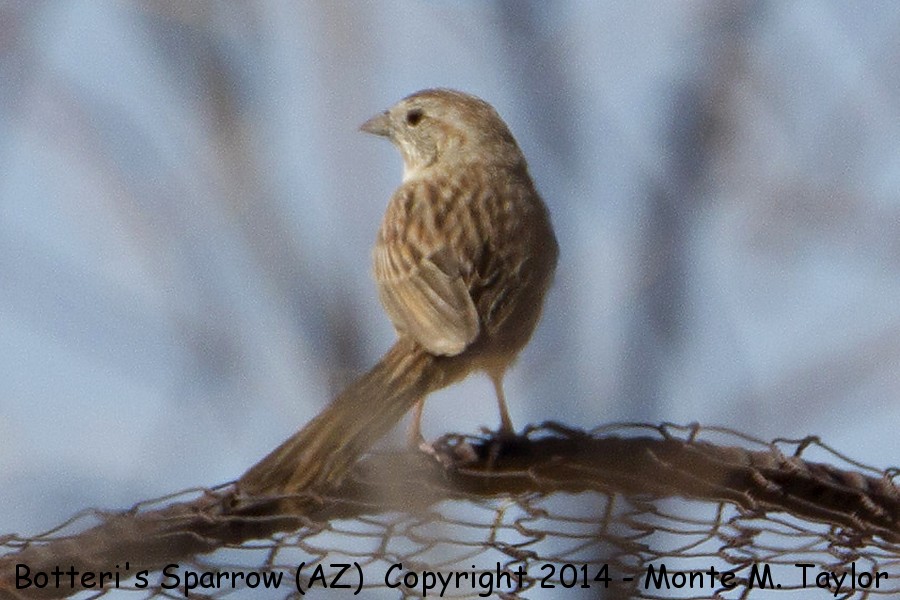 Botteri's Sparrow -summer- (Arizona)
