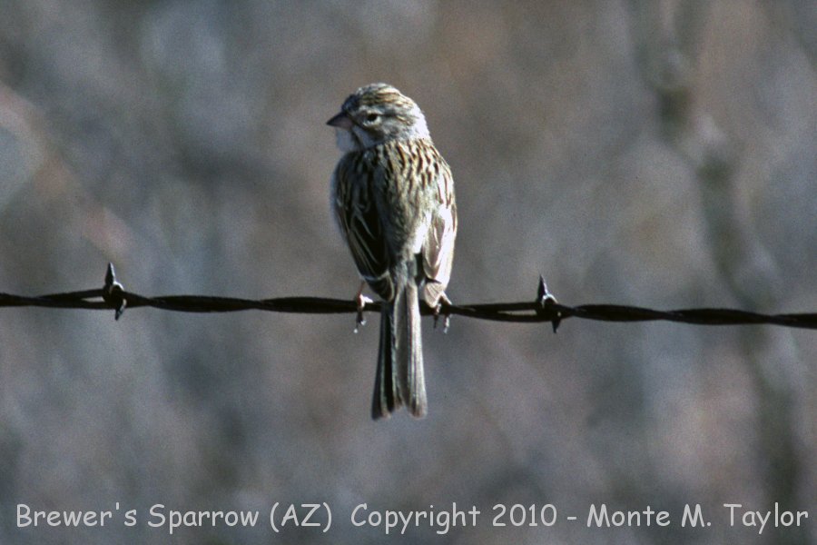 Brewer's Sparrow -winter- (Arizona)