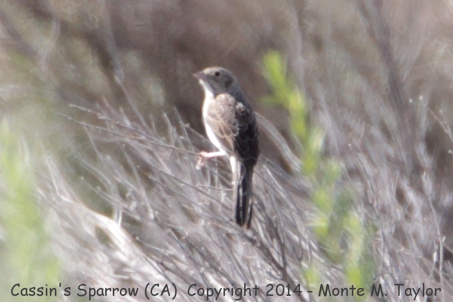 Cassin's Sparrow -spring- (GPS: 34.69632,-118.3800137, west of Palmdale, California)