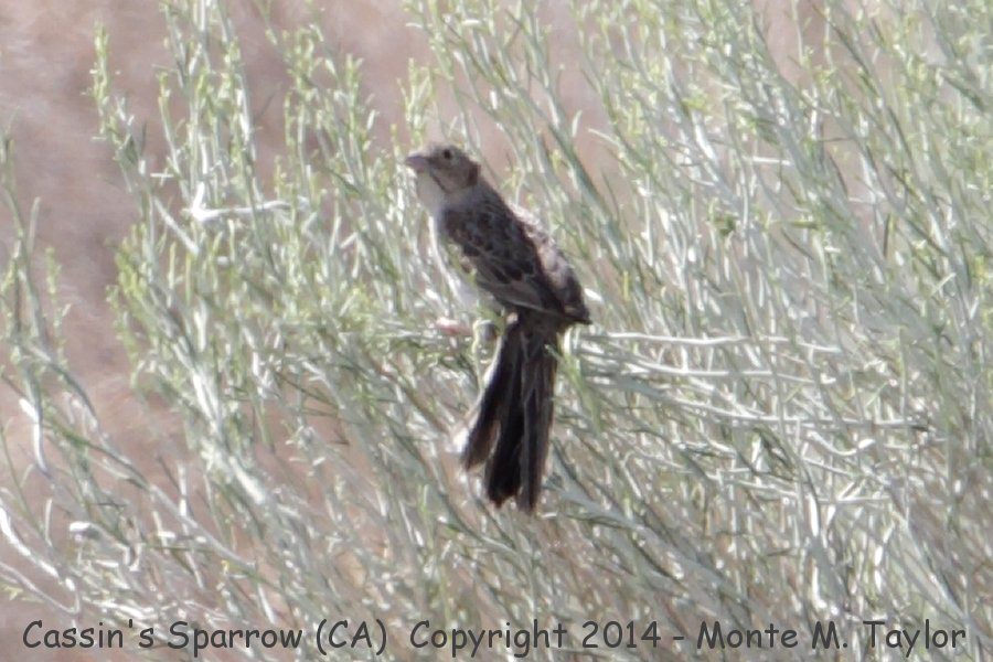  Cassin's Sparrow -spring- (GPS: 34.69632,-118.3800137, west of Palmdale, California)