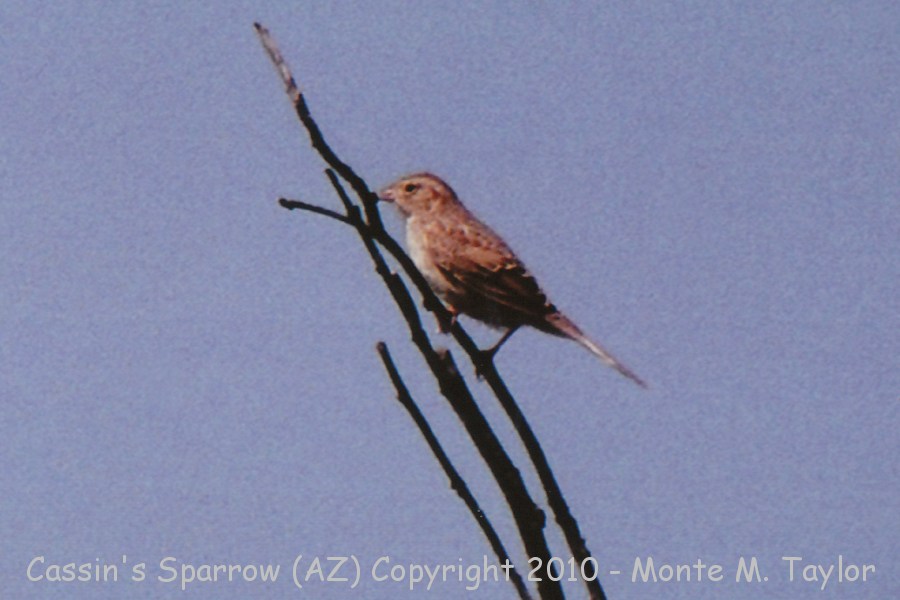 Cassin's Sparrow -spring- (Arizona)