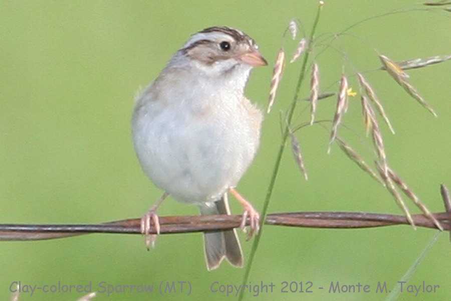 Clay-colored Sparrow -summer- (Montana)