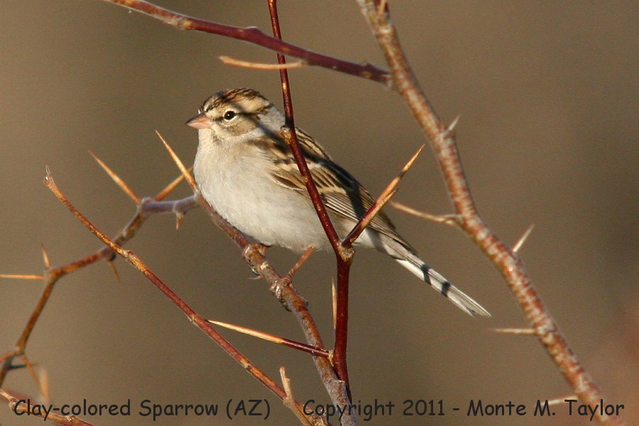 Clay-colored Sparrow -winter- (Arizona)