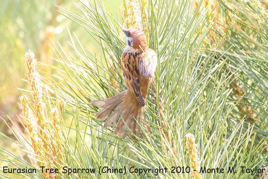 Eurasian Tree Sparrow -spring- (Tianjin, China)