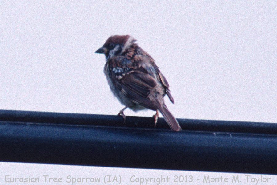 Eurasian Tree Sparrow -summer- (Davenport, Iowa)