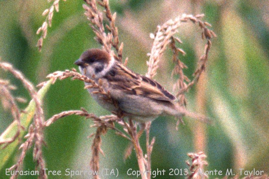 Eurasian Tree Sparrow -summer- (Davenport, Iowa)