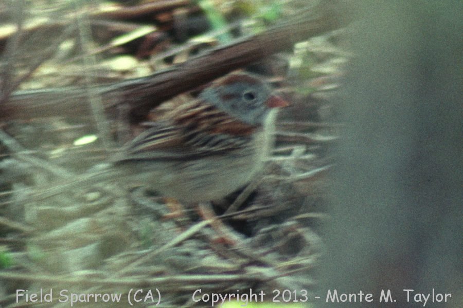 Field Sparrow -Nov 27th, 1989- (Irvine, California)