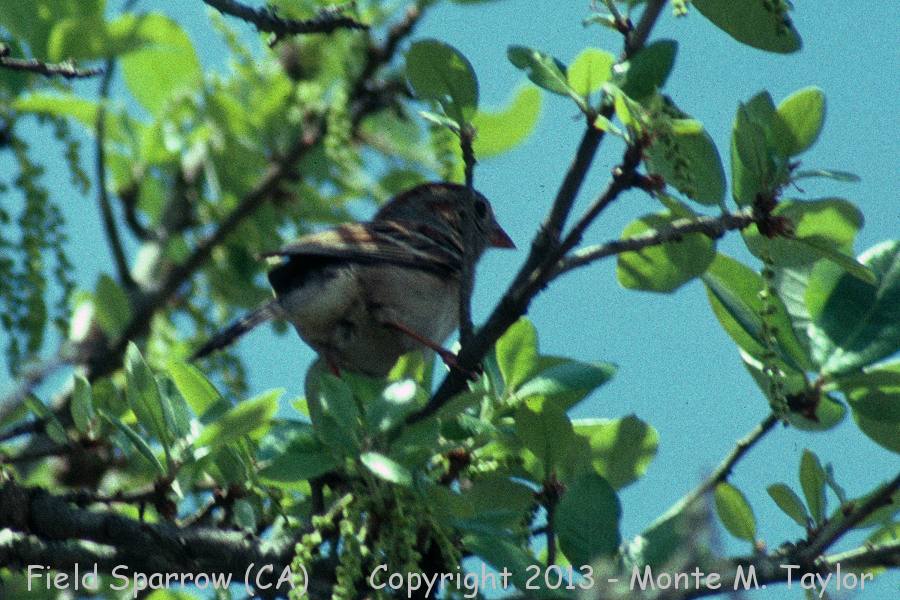 Field Sparrow -spring- (California)