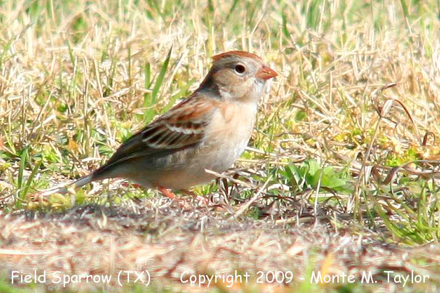 Field Sparrow -winter- (Texas)