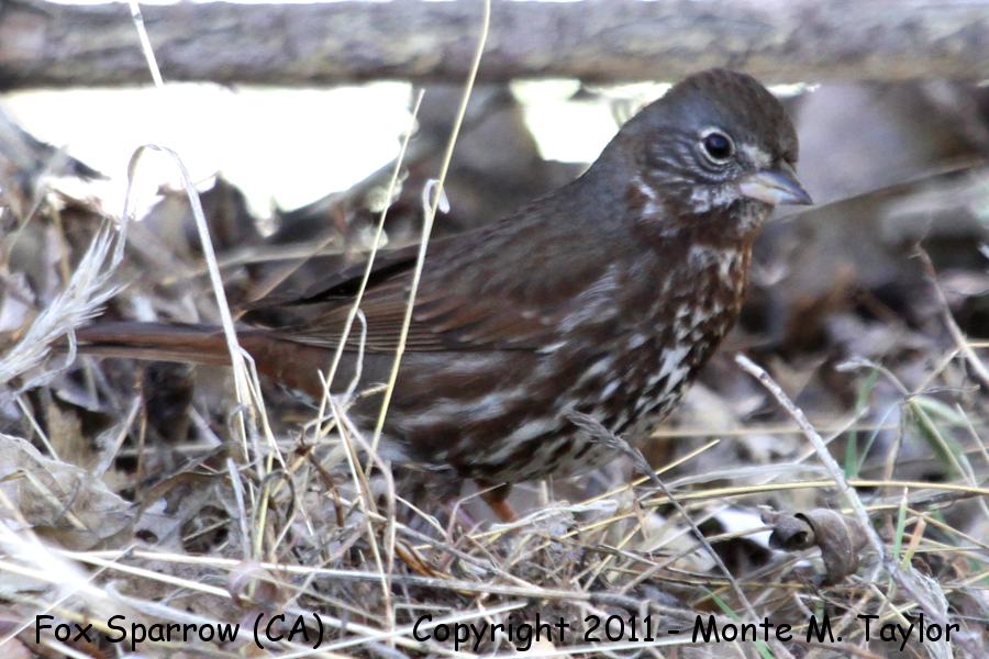 Fox Sparrow -spring- (Butterbredt Springs, California)