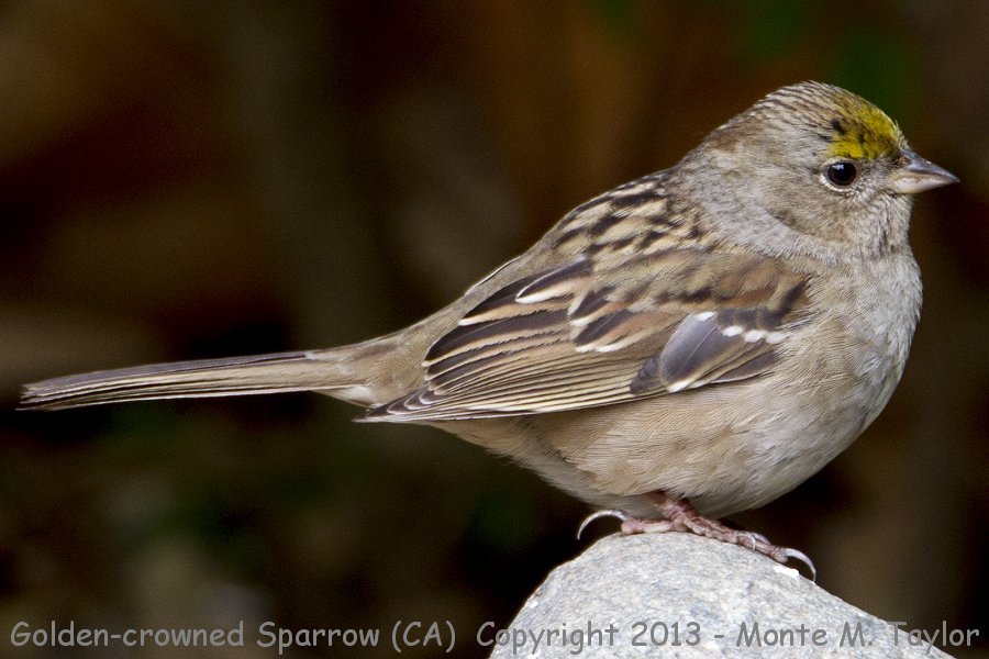 Golden-crowned Sparrow -fall- (California)