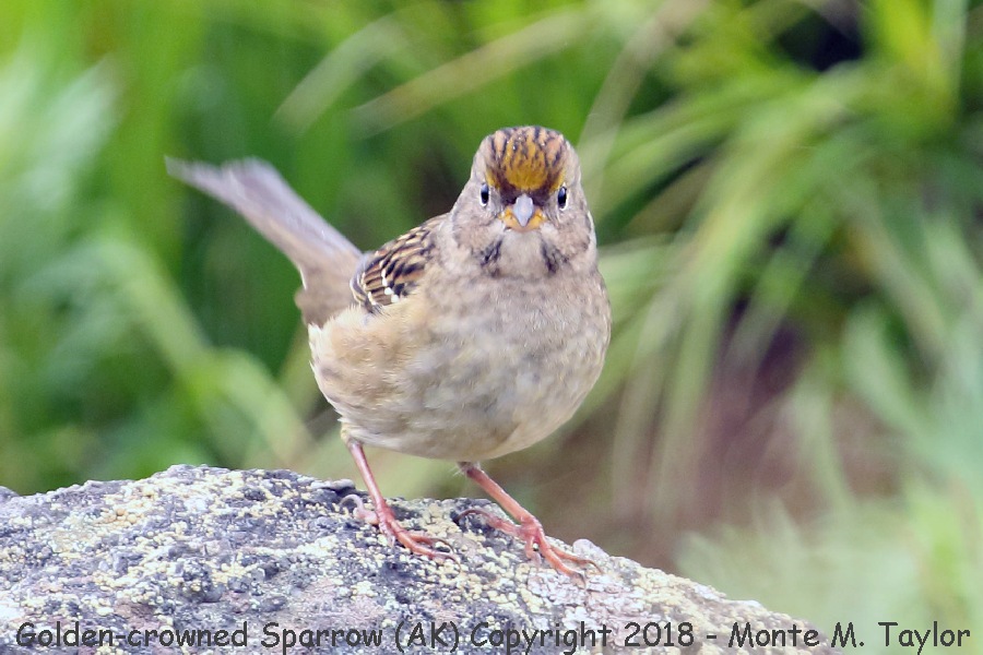 Golden-crowned Sparrow -fall- (Gambell, St. Lawrence Island, Alaska)