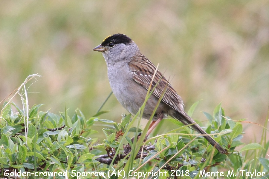 Golden-crowned Sparrow -summer- (Nome, Alaska)