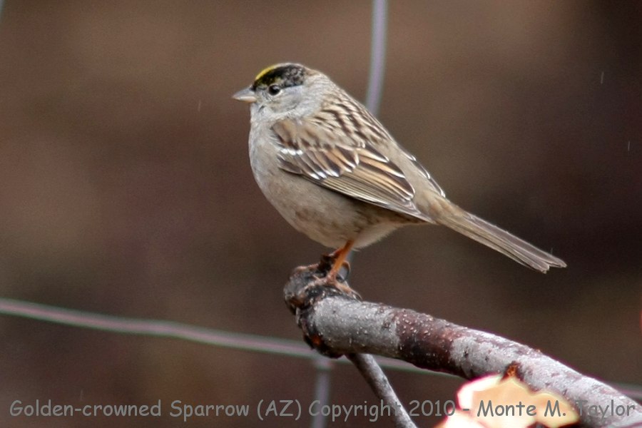 Golden-crowned Sparrow -winter- (Arizona)