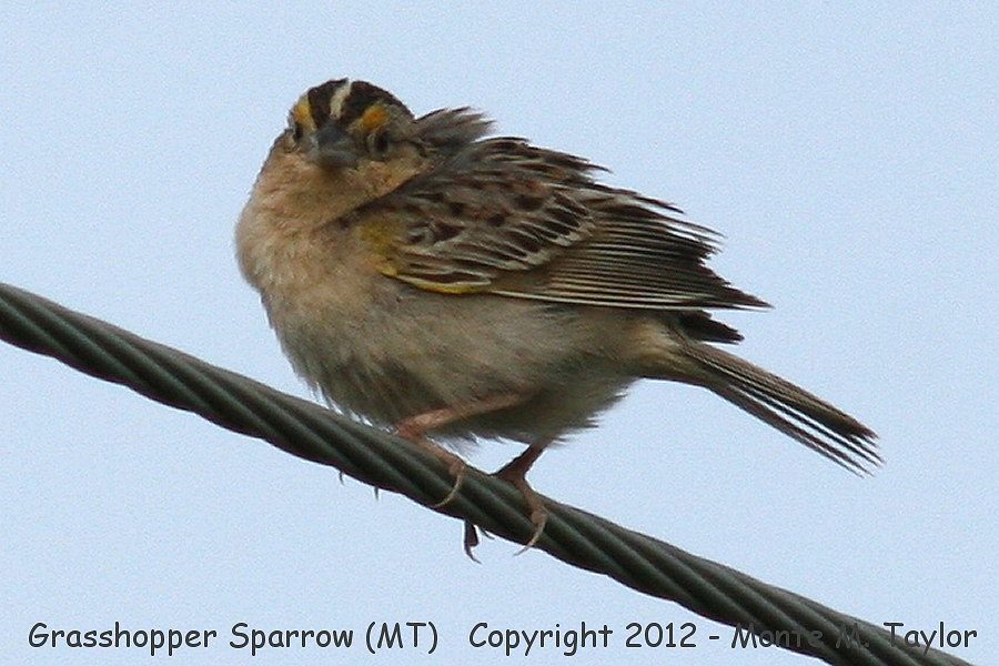 Grasshopper Sparrow -summer- (Montana)