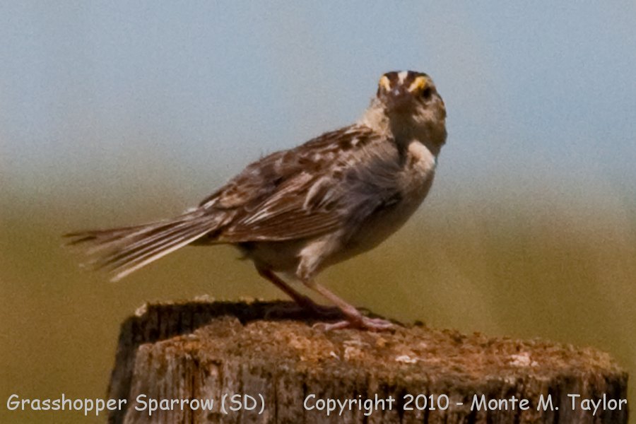 Grasshopper Sparrow -summer- (South Dakota)