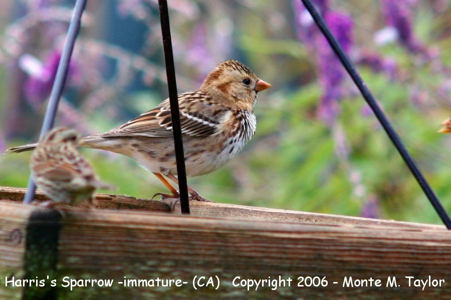 Harris's Sparrow -fall juvenal- (California)