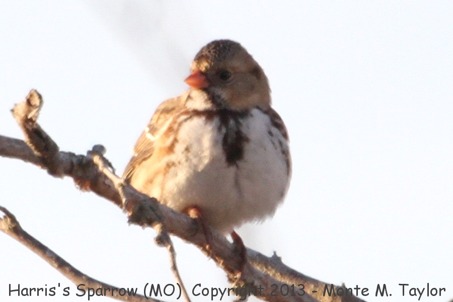 Harris's Sparrow -winter- (Missouri)