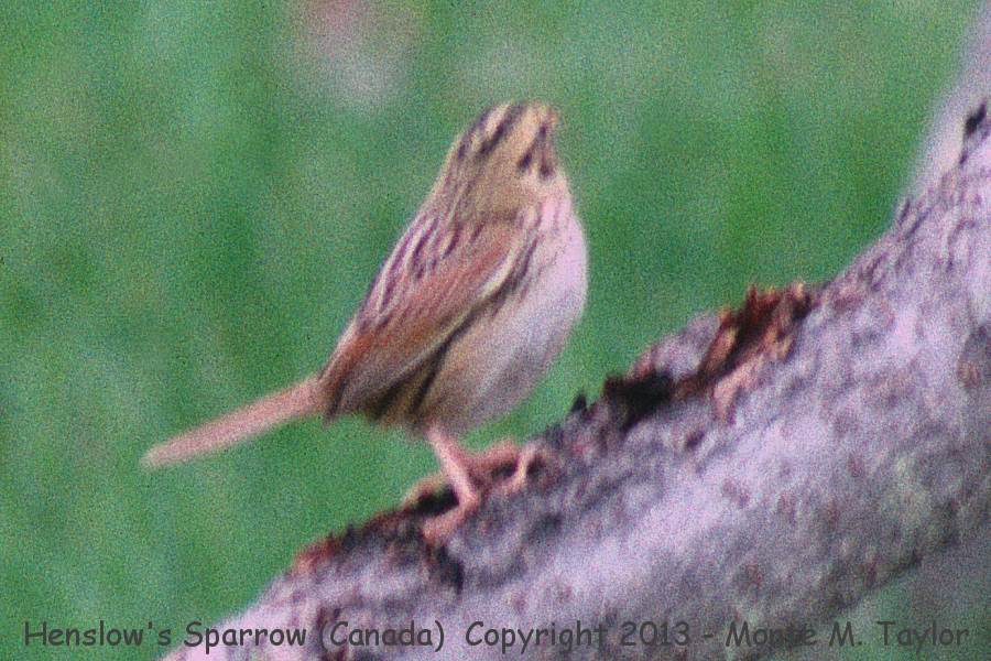 Henslow's Sparrow -spring- (Pt. Pelee, Ontario, Canada)