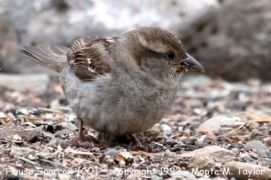 House Sparrow -spring female- (Colorado)