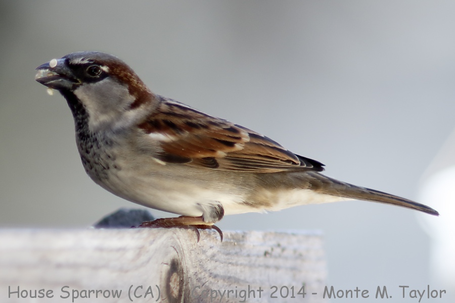 House Sparrow -fall male- (California)