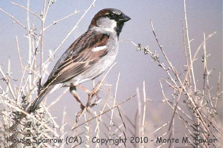 House Sparrow -spring male- (California)