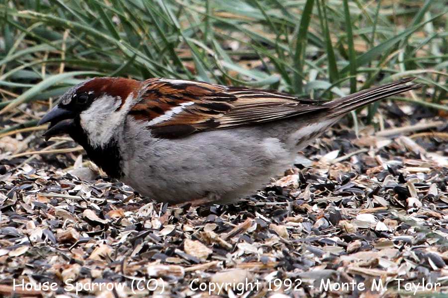 House Sparrow -spring male- (Colorado)