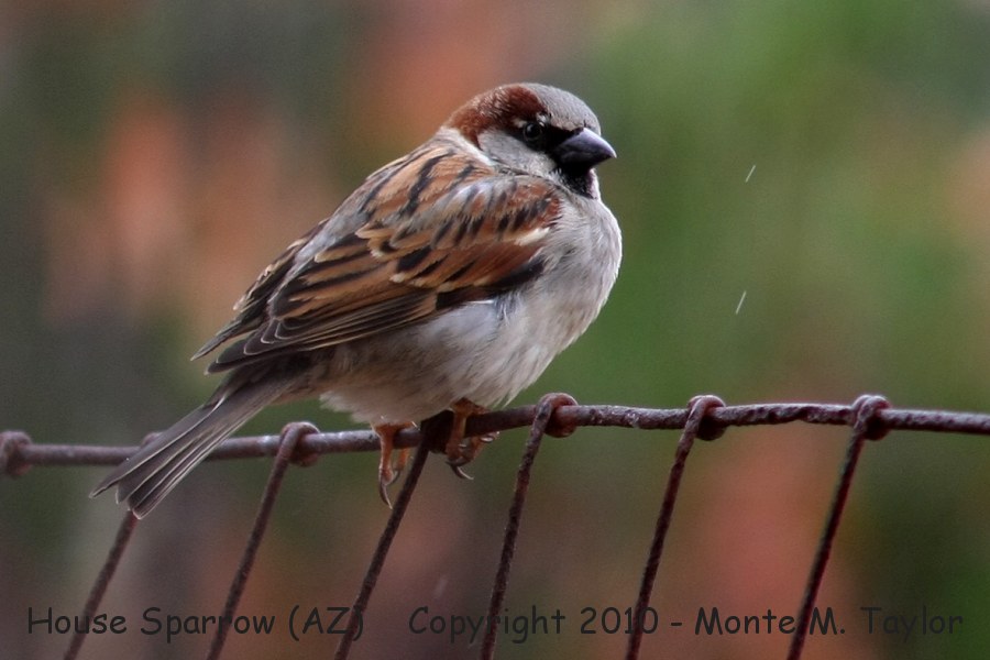 House Sparrow -winter male- (Arizona)