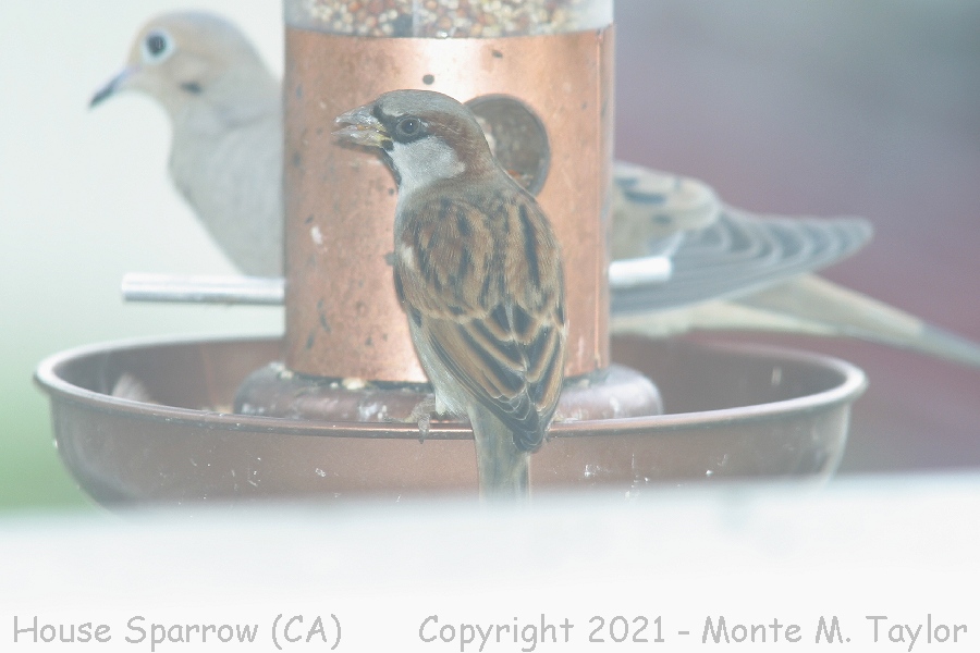House Sparrow -winter male- (California)